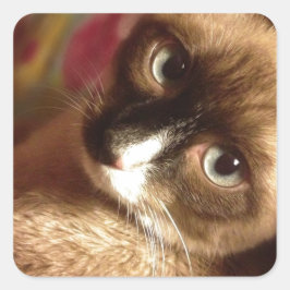美しい茶色の猫 スクエアシール
