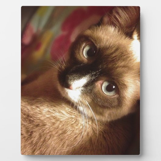 美しい茶色の猫 フォトプラーク (正面)