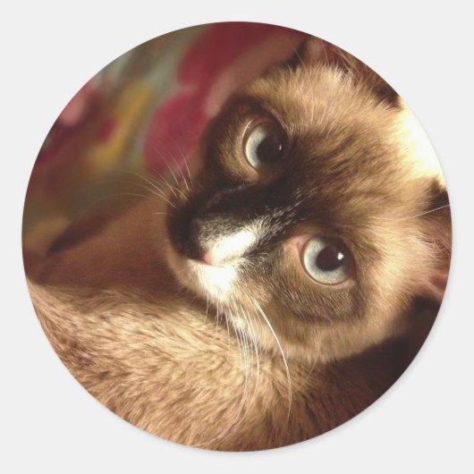 美しい茶色の猫 ラウンドシール (正面)