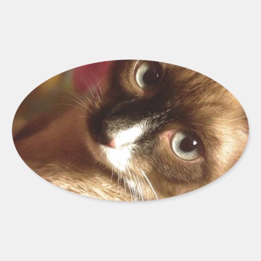 美しい茶色の猫 楕円形シール (正面)