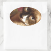 美しい茶色の猫 楕円形シール (バッグ)