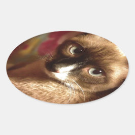 美しい茶色の猫 楕円形シール