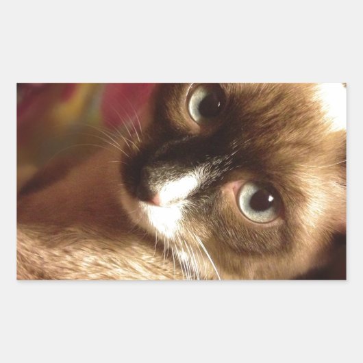 美しい茶色の猫 長方形シール (正面)