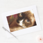 美しい茶色の猫 長方形シール (封筒)
