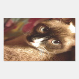 美しい茶色の猫 長方形シール