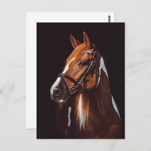 美しい茶色の絵を描馬のポートレート写真 ポストカード (正面/裏面)