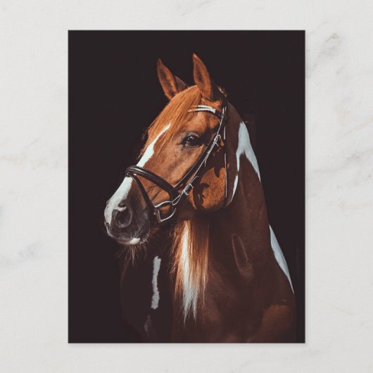 美しい茶色の絵を描馬のポートレート写真 ポストカード (正面)