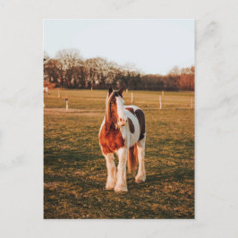 美しい茶色絵を描の荷車を引く馬の写真 ポストカード