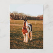 美しい茶色絵を描の荷車を引く馬の写真 ポストカード (正面)