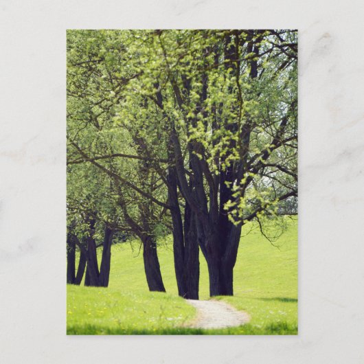 美しい草原 ポストカード (正面)