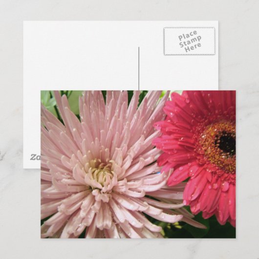 美しい菊 ポストカード (正面/裏面)