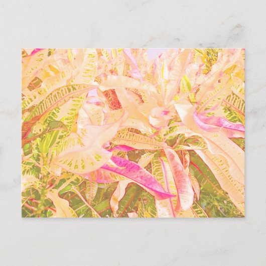 美しい葉クロートンの(1) ポストカード (正面)