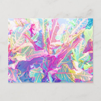 美しい葉クロートンの(2) ポストカード