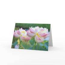 美しい蓮の花二つ