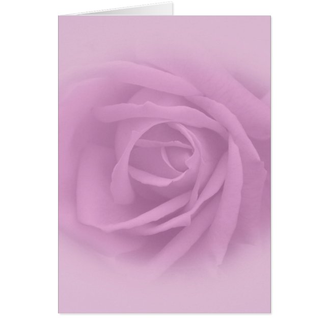 美しい薄紫バラ (正面)