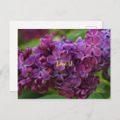 美しい薄紫花 ポストカード (正面/裏面)