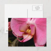 美しい蘭の写真 ポストカード (正面/裏面)