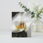 美しい蘭の写真 ポストカード (スタンド正面)
