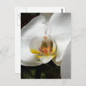 美しい蘭の写真 ポストカード (正面/裏面)