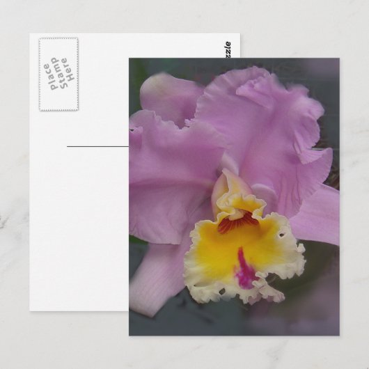 美しい蘭 ポストカード (正面/裏面)