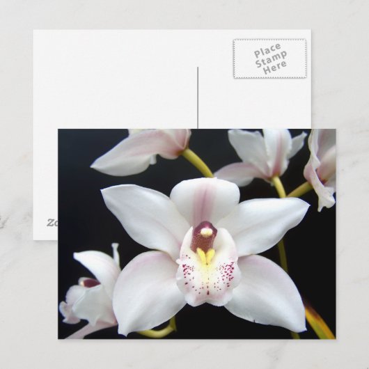 美しい蘭 ポストカード (正面/裏面)