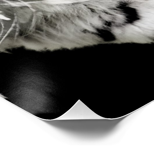 美しい虎のバラダブルエクスポージャー写真 ポスター (コーナー)