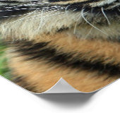 美しい虎の写真ポスター ポスター (角)