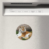 美しい虎の静止写真 マグネット (インサイチュ (食洗機))