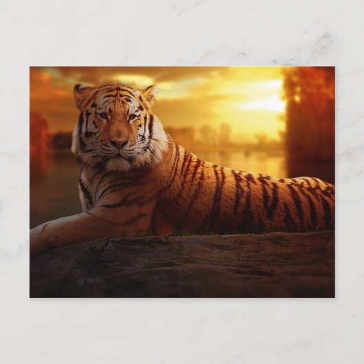 美しい虎 ポストカード (正面)