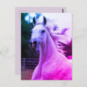 美しい虹の色アラビアンホースマーレカード ポストカード (正面/裏面)