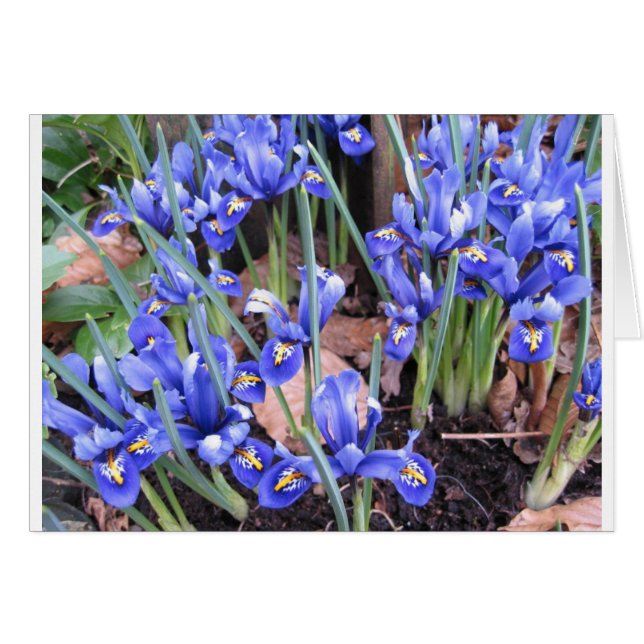 美しい虹彩 (正面横)