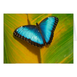 美しい虹色の蝶