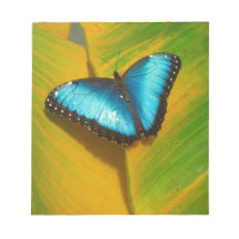 美しい虹色の蝶