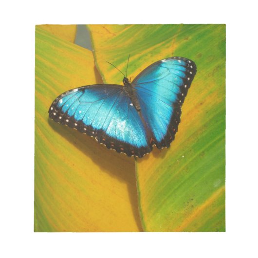 美しい虹色の蝶 ノートパッド (正面)