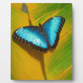 美しい虹色の蝶 フォトプラーク