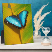 美しい虹色の蝶 フォトプラーク (側面)