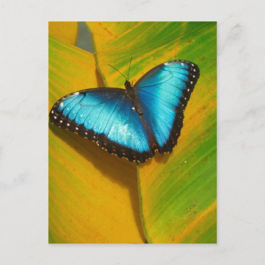 美しい虹色の蝶 ポストカード (正面)
