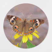 美しい蝶が黄色の花に ラベル (デザイン2)