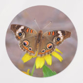 美しい蝶が黄色の花に ラベル (デザイン1)