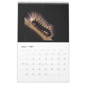 美しい蝶と毛虫カレンダー カレンダー (3月 2027)