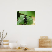 美しい蝶のプリント ポスター (キッチン)