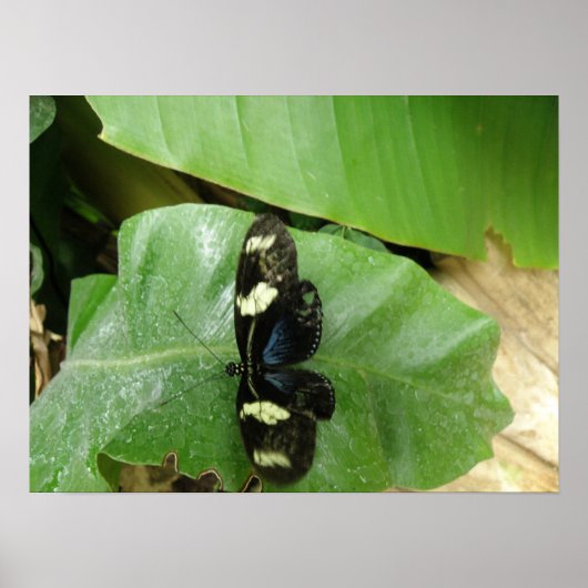美しい蝶のプリント ポスター (正面)