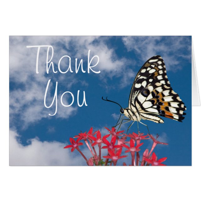 美しい蝶 (正面横)