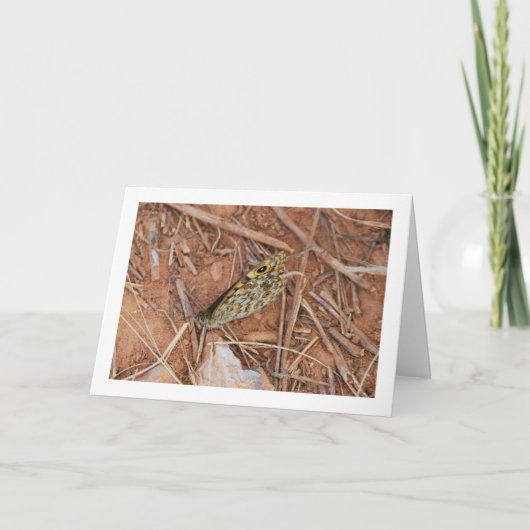 美しい蝶 カード (正面)