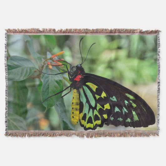 美しい蝶 スローブランケット (正面)