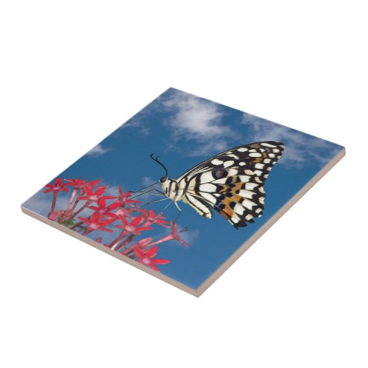 美しい蝶 タイル (側面)