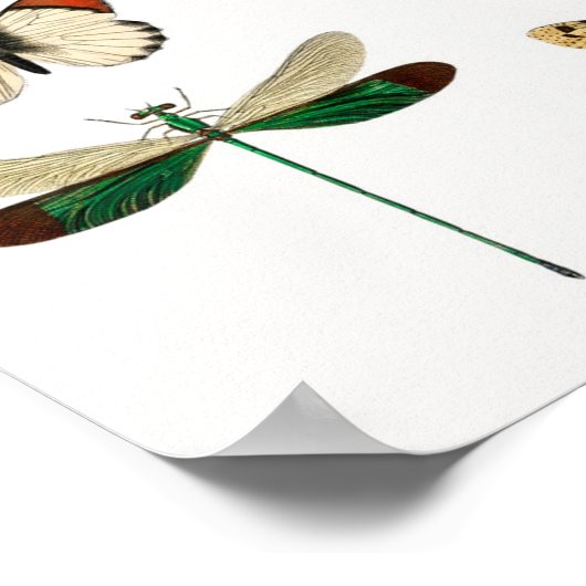 美しい蝶 ポスター (角)