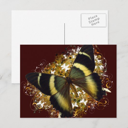 美しい蝶 ポストカード (正面/裏面)