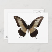 美しい蝶 ポストカード (正面/裏面)