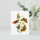 美しい蝶 ポストカード (スタンド正面)